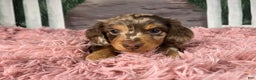 Miniature Dachshund dogs for sale: AKC-Becca - Ad 12