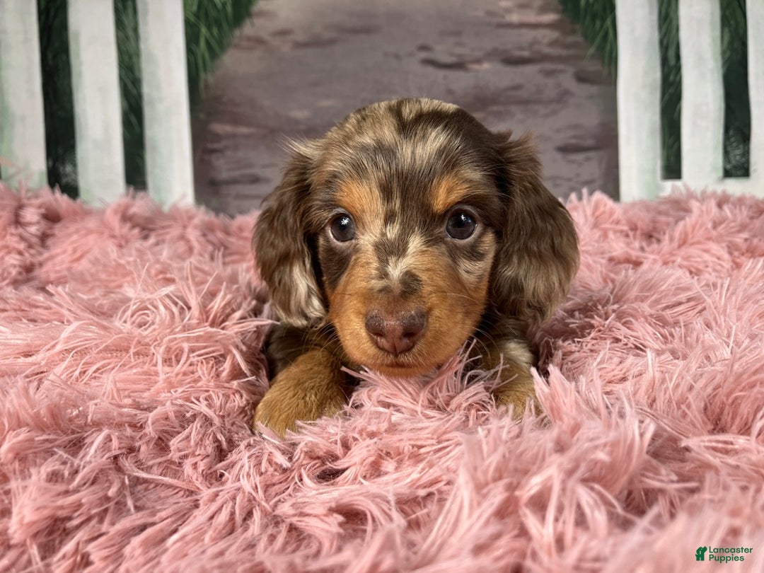 Miniature Dachshund dogs for sale: AKC-Becca - Ad 12