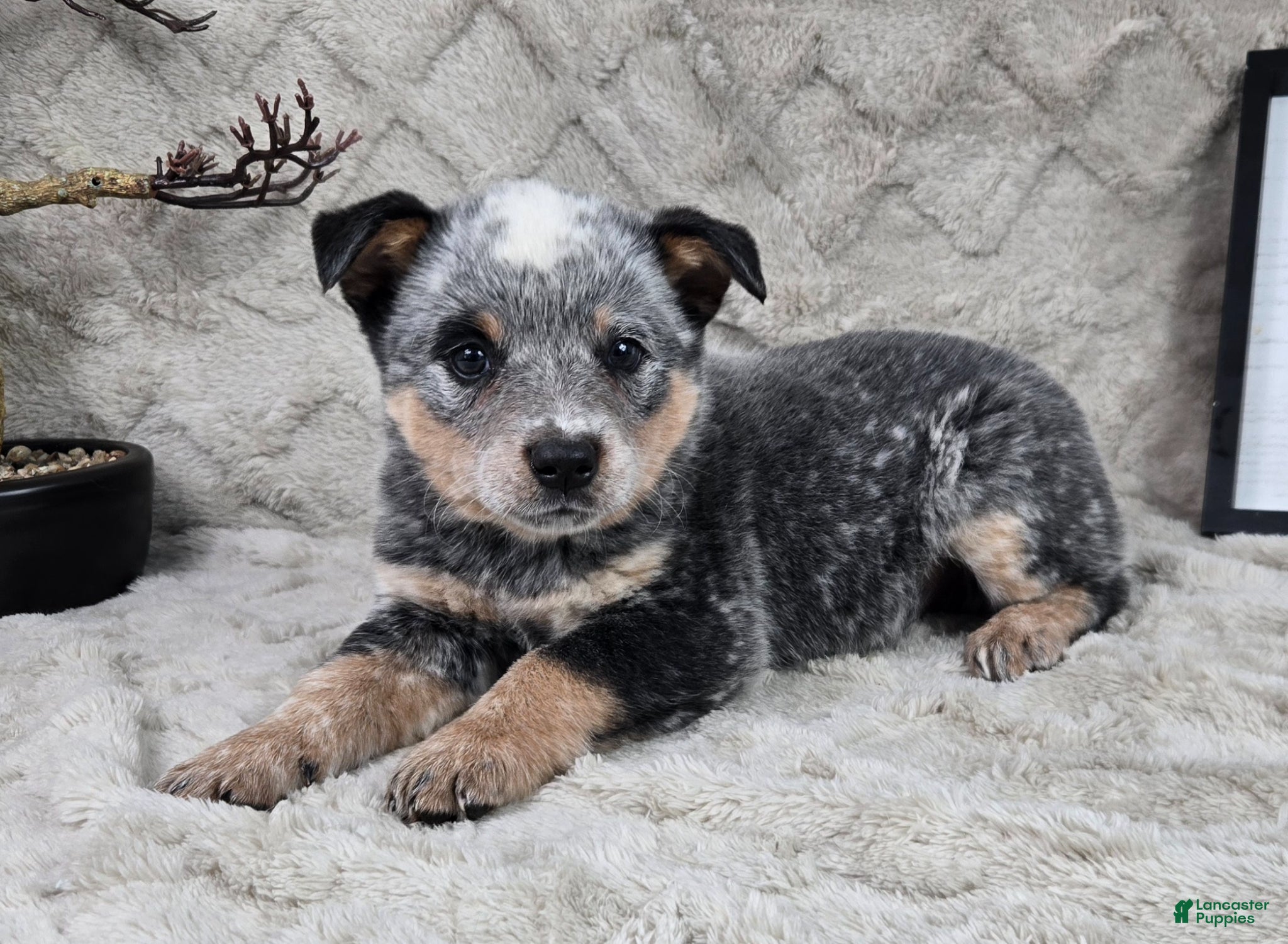 Australian Cattle Dog dogs Hank - Ad 2