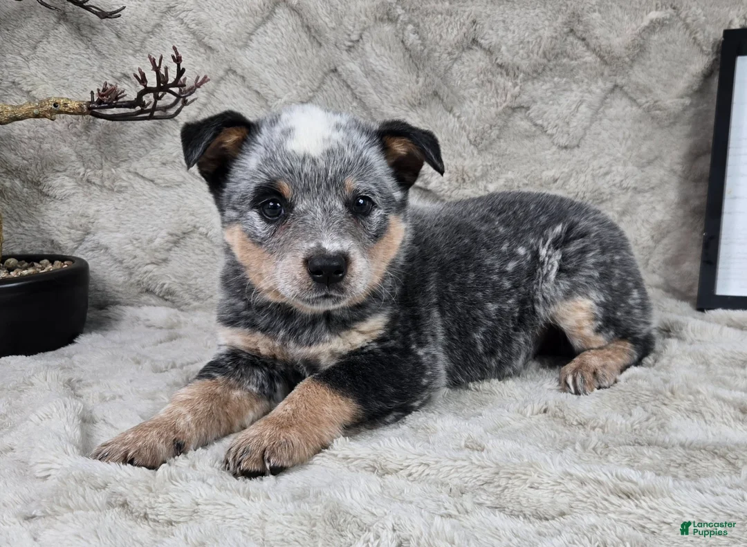 Australian Cattle Dog dogs for sale: Hank - Ad 2