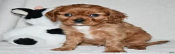 Cavalier King Charles Spaniel dogs for sale: Uri  - Ad 9