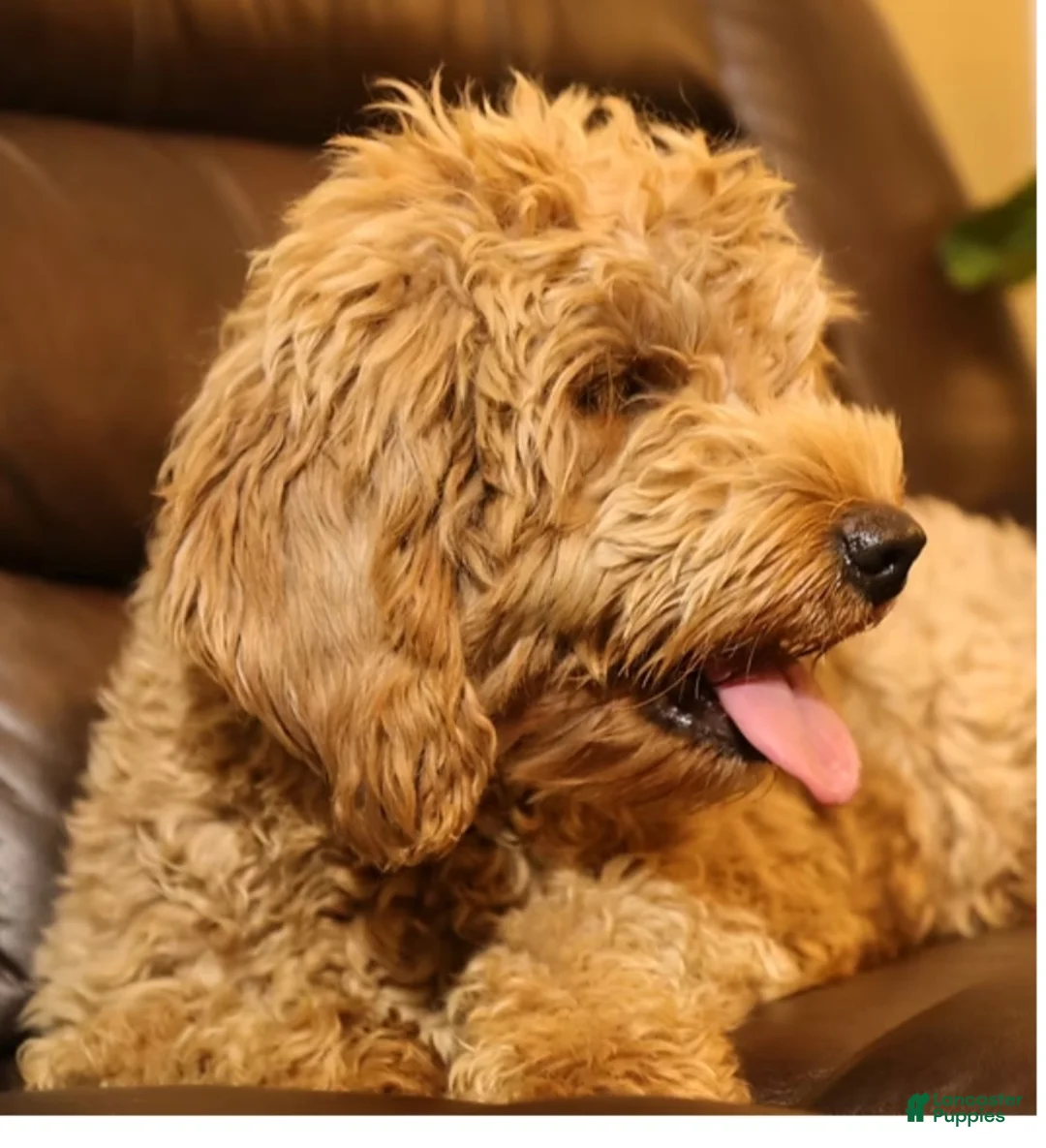Goldendoodle dogs for sale: Tucker - Ad 4