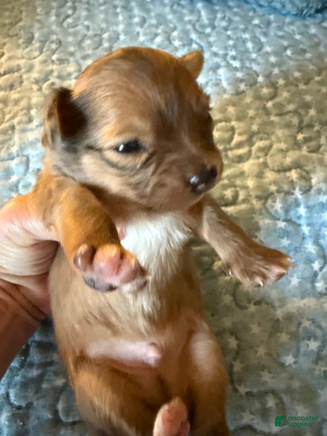 Mixed Breed dogs for sale: Chihuahua male brown Merle choin/papillon - Ad 1