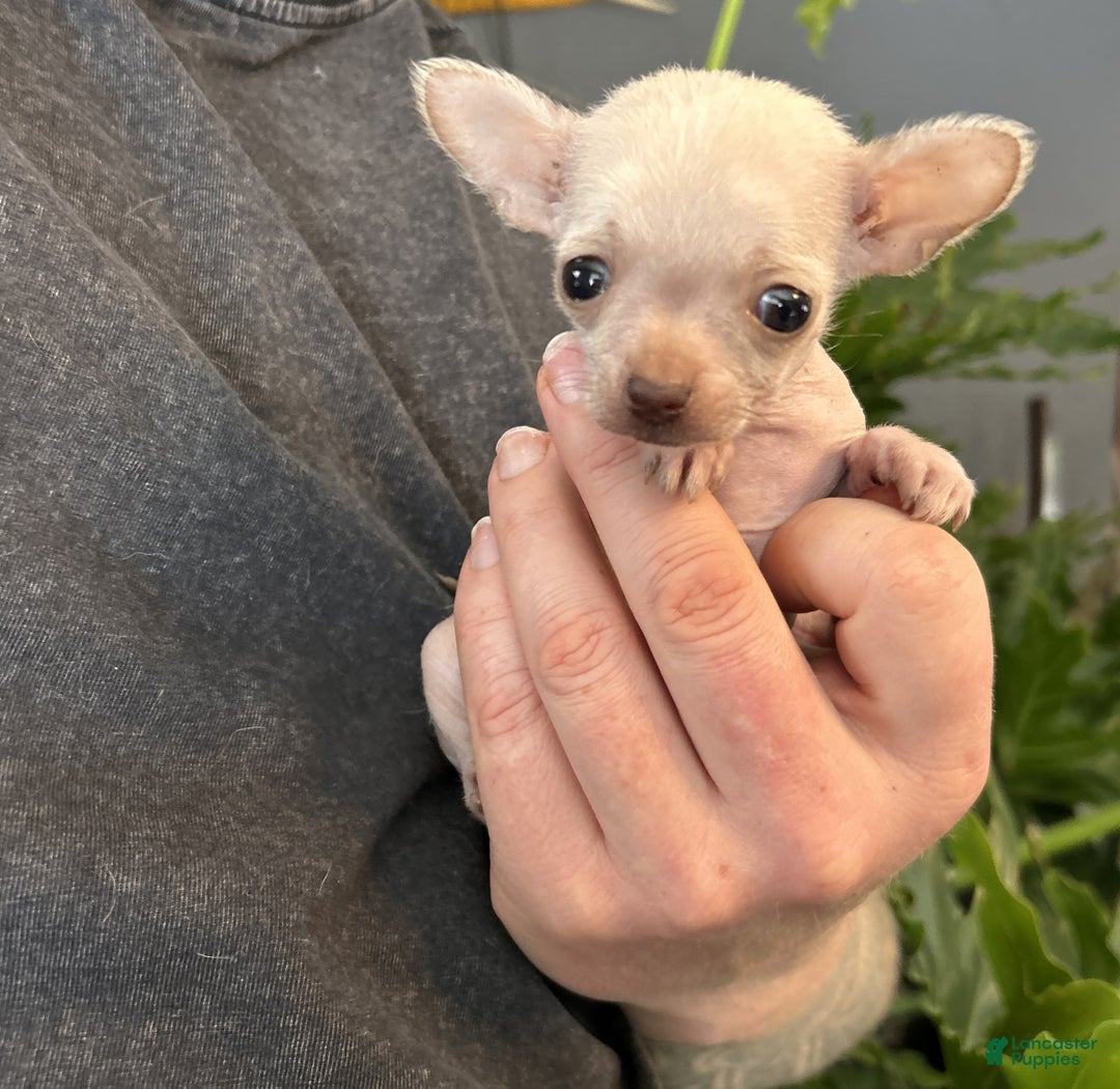 Mixed Breed dogs for sale: Golden Nugget - Ad 3