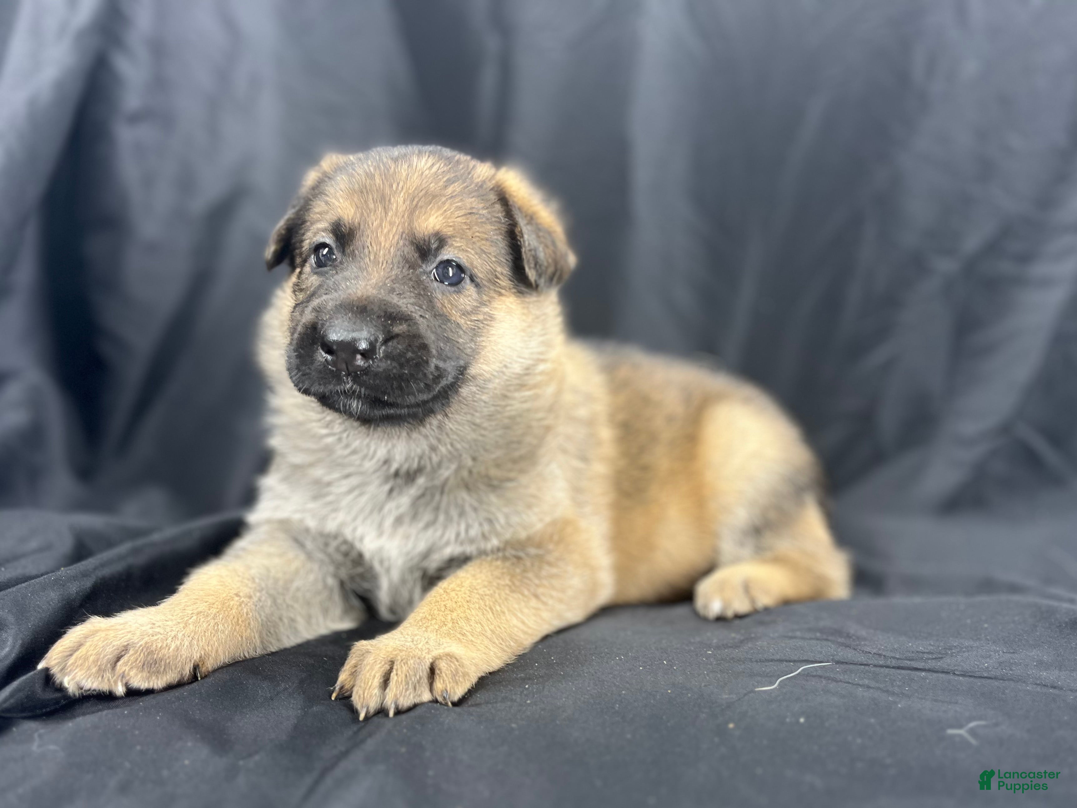 German Shepherd dogs Sadie - Ad 1