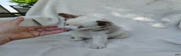 Pomchi dogs for sale: Payday - Ad 5
