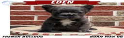 French Bulldog dogs for sale: Eden - Ad 1