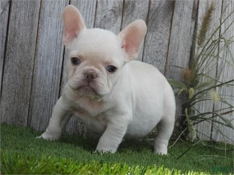 French Bulldog dogs Fox - Ad 30