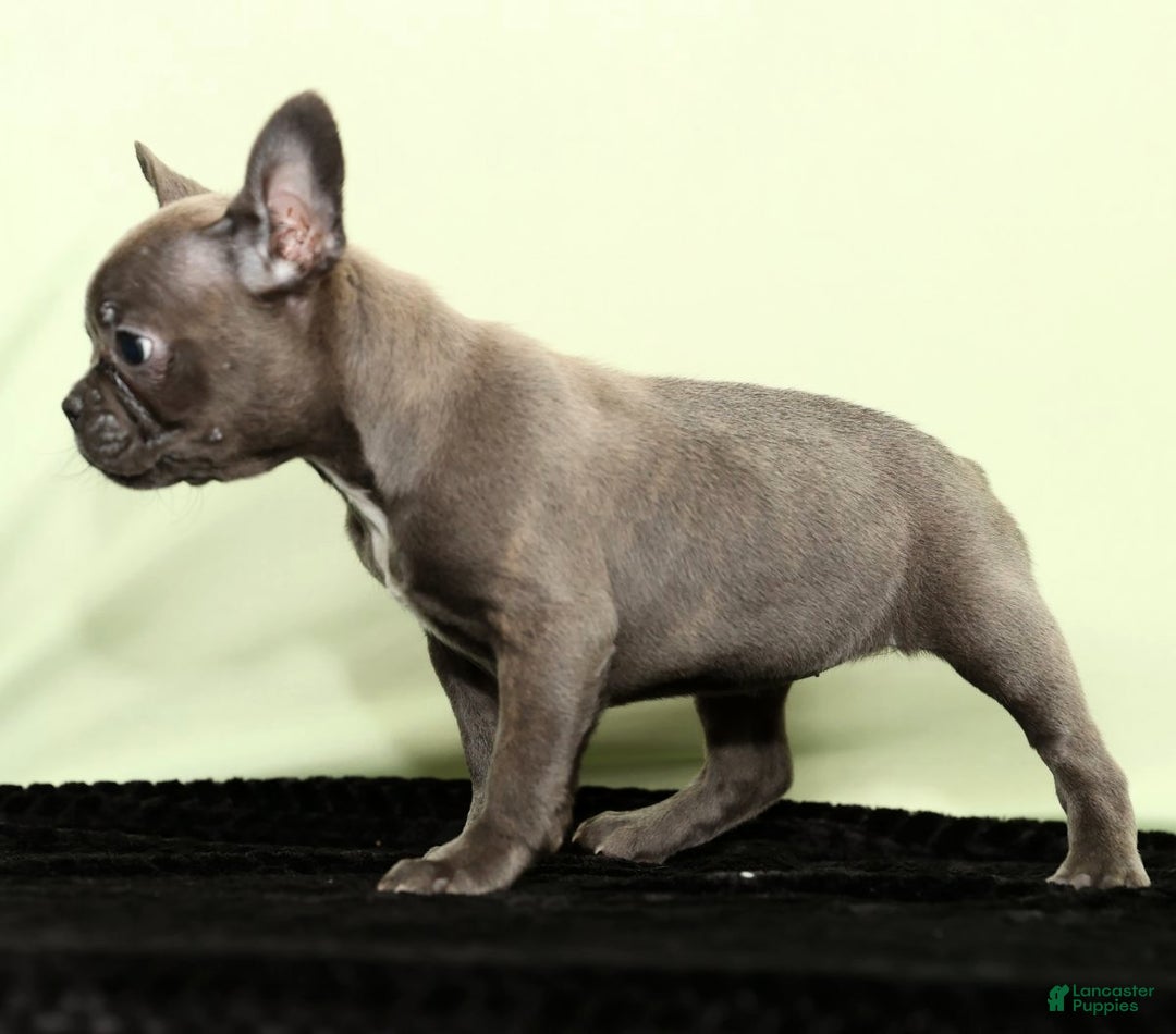 Frenchton dogs for sale: Hope - Ad 4