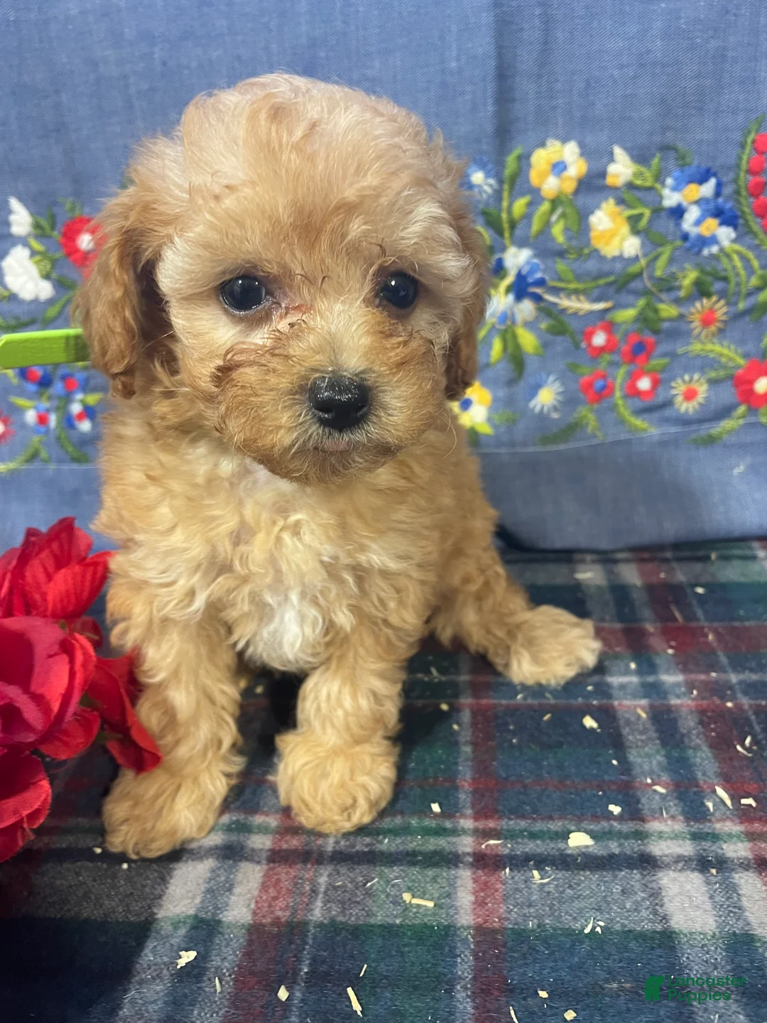 Toy Poodle dogs for sale: Muffin - Ad 1