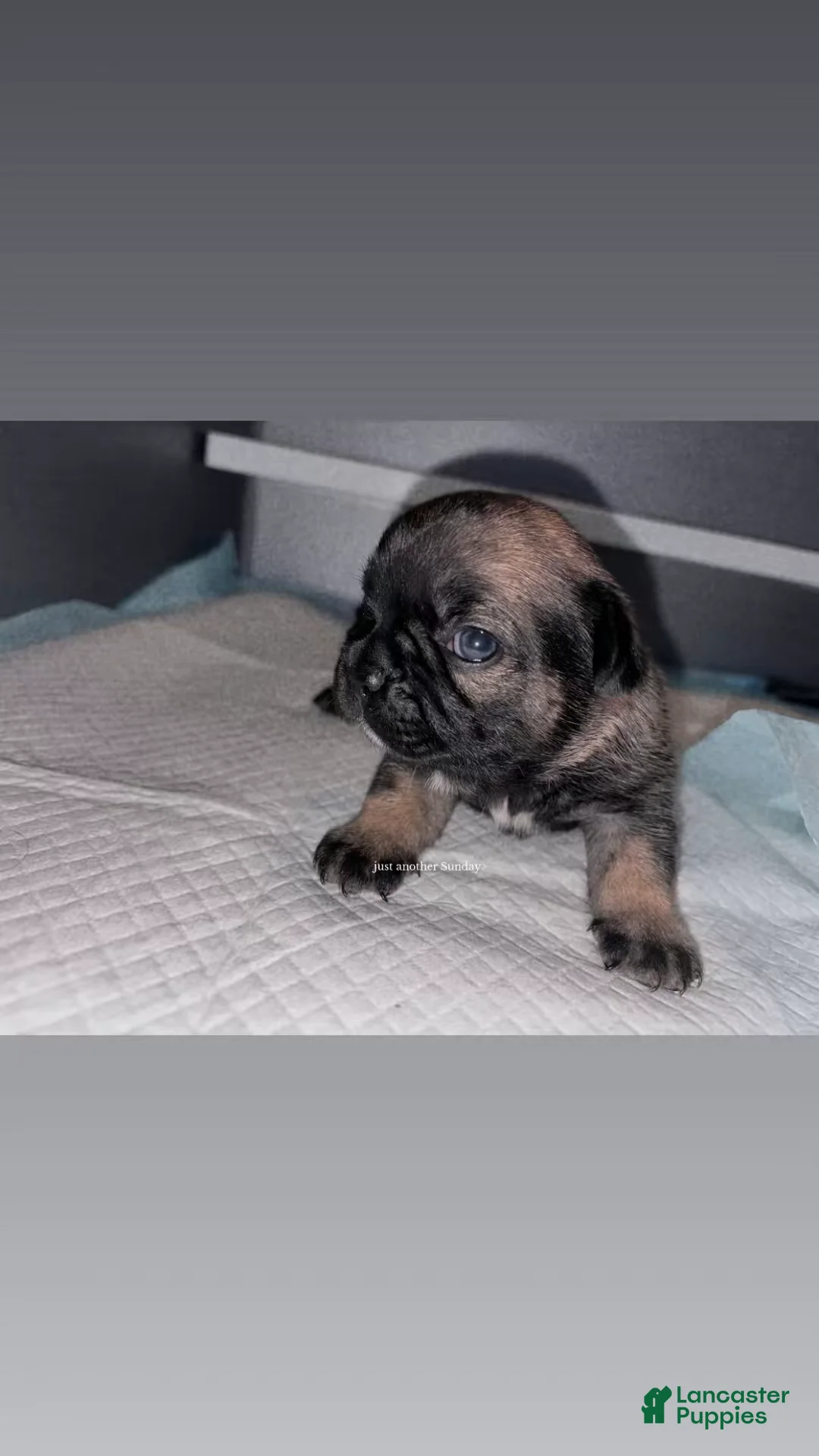 French Bulldog dogs for sale: French Bulldog Puppy 2 - Ad 1