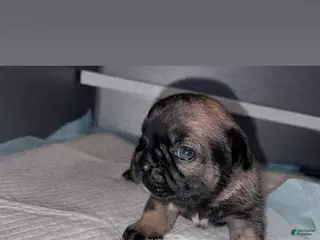 French Bulldog dogs French Bulldog Puppy 2 - Ad 5