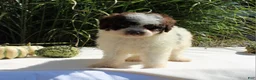 Miniature Poodle dogs for sale: Stella - Ad 10