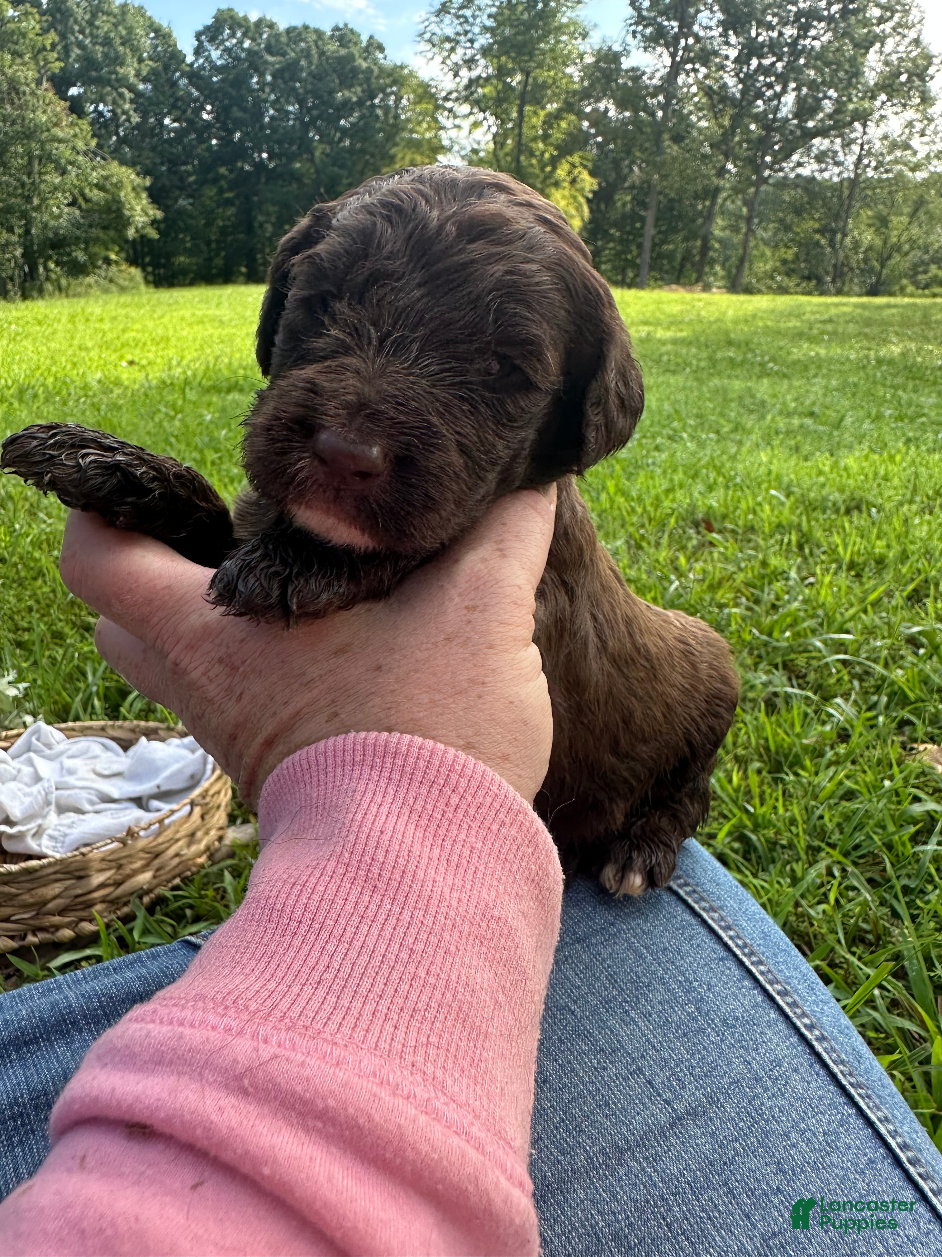 Goldendoodle dogs Goldendoodle 1 - Ad 2