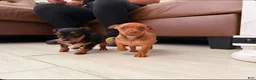 Chiweenie dogs for sale: Chiweenie 2 - Ad 5