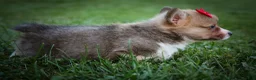 Welsh Corgi Pembroke dogs for sale: Scotty 🐾 - Ad 13