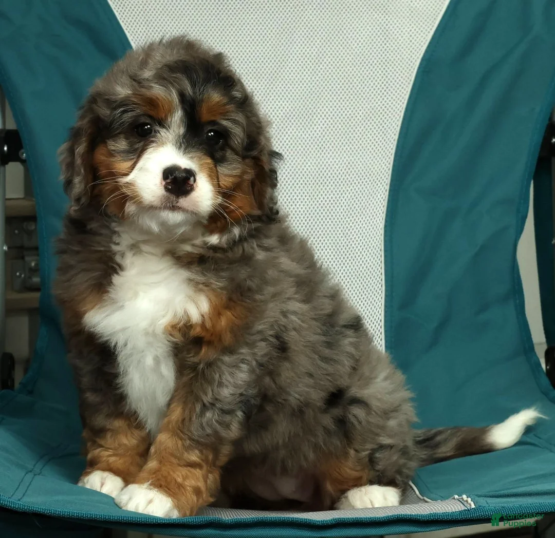 Mini Bernedoodle dogs for sale: Lexie - Ad 1