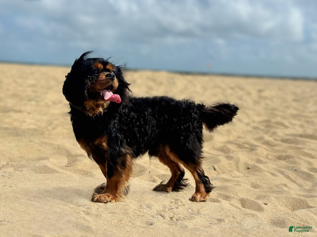 Cavalier King Charles Spaniel dogs for stud: Finn - stud only  - Ad 1