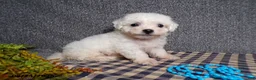Bichon Frise dogs for sale: Blake - Ad 5