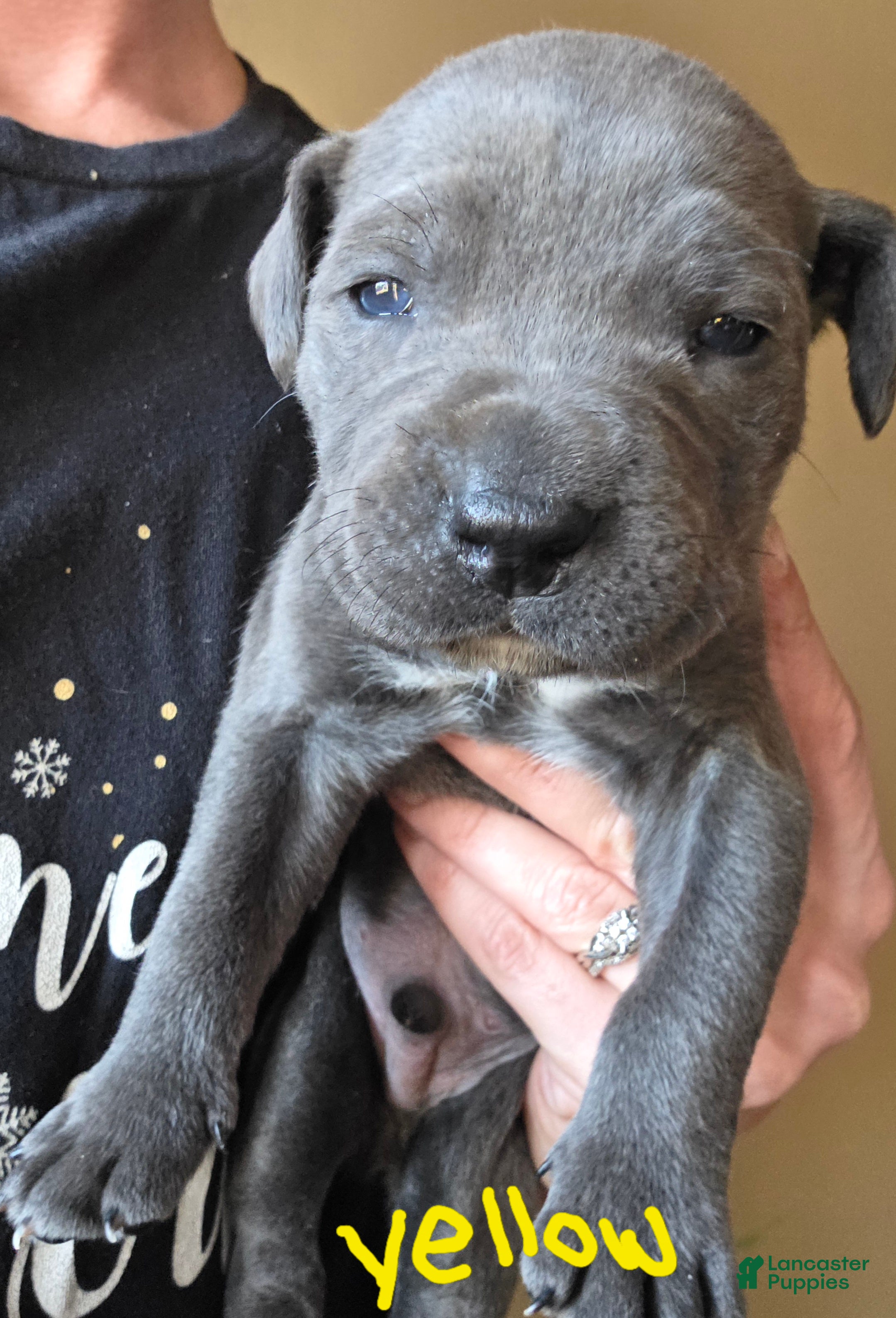 Mixed Breed dogs Hades - Ad 19