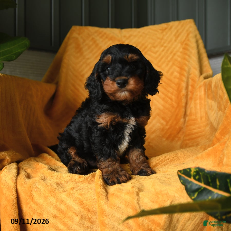 Cavapoo dogs Crandle - Ad 1