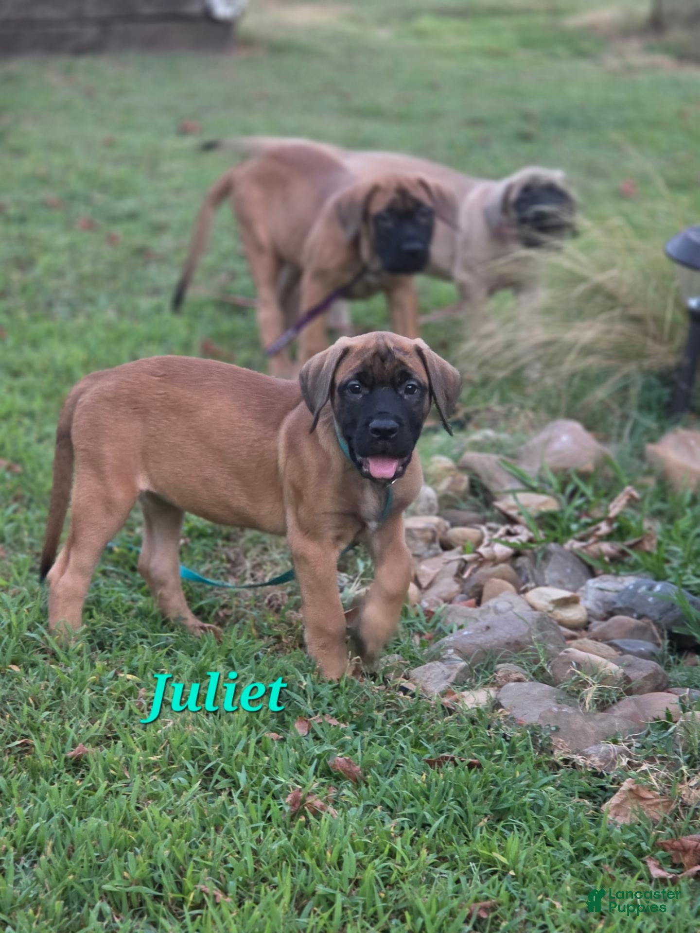 English Mastiff dogs English Mastiff Juliet - Ad 34