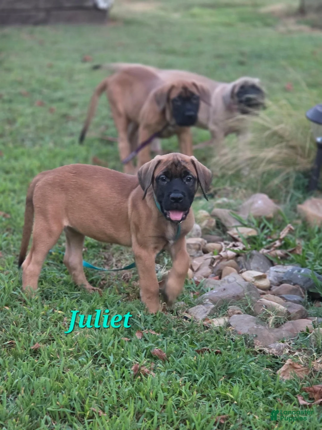 English Mastiff dogs for sale: English Mastiff Juliet - Ad 1