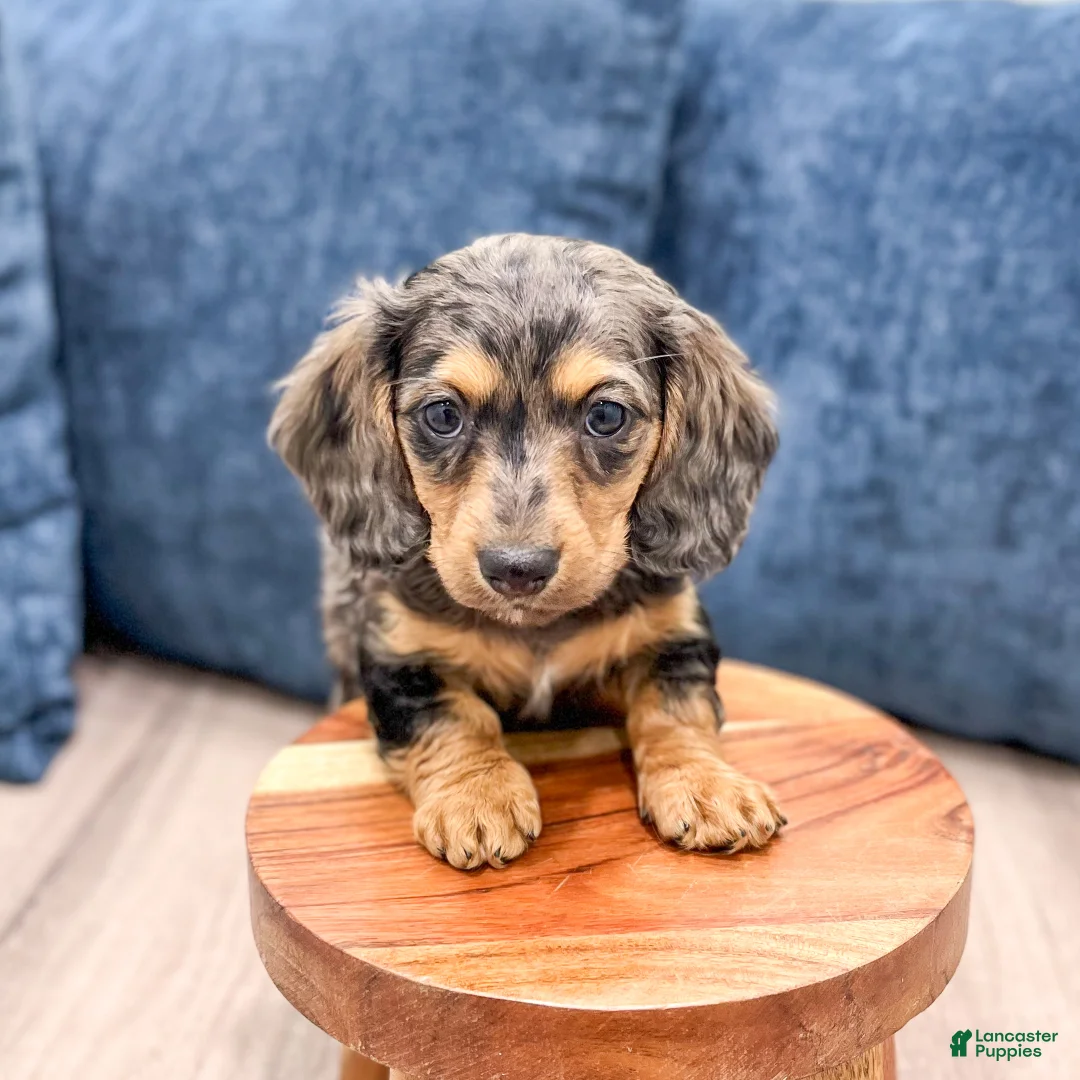 Miniature Dachshund dogs for sale: Alex - Ad 9