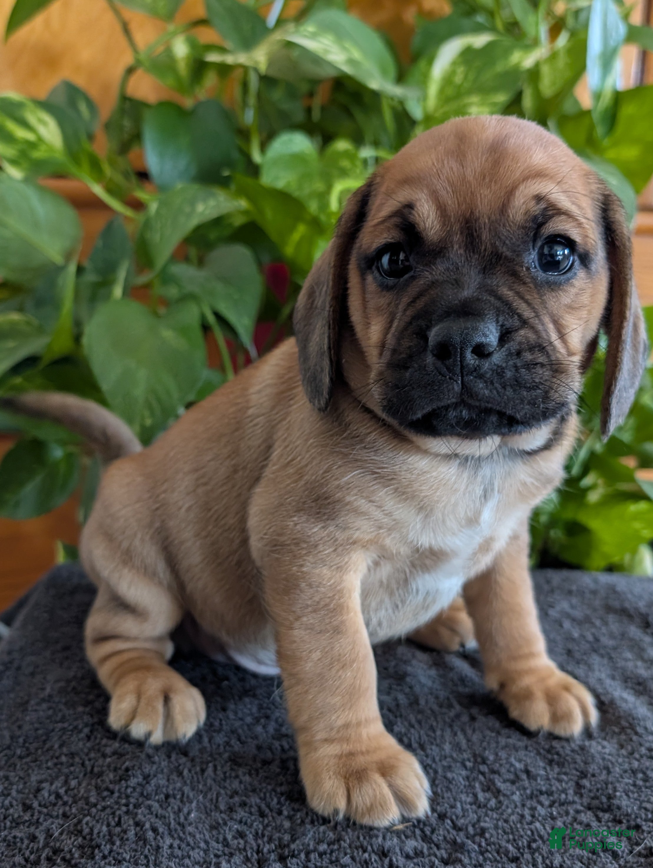 Puggle dogs Kidd - Ad 2