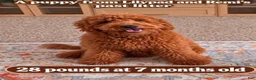 Mini Goldendoodle dogs for sale: Betty  (27 - 33 pounds full grown) - Ad 11