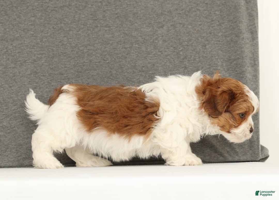 Shih Tzu dogs for sale: Elliot - Ad 5