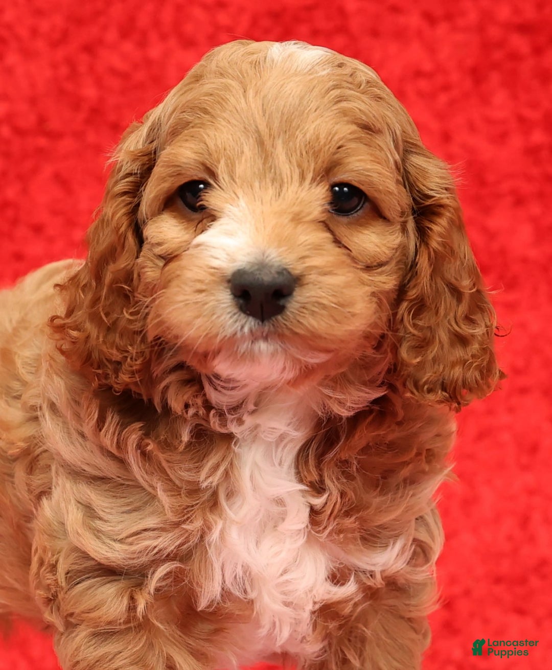 Cockapoo dogs for sale: Pearl - Ad 9