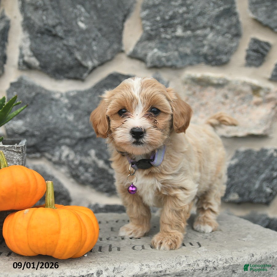 Maltipoo dogs Candy  - Ad 2