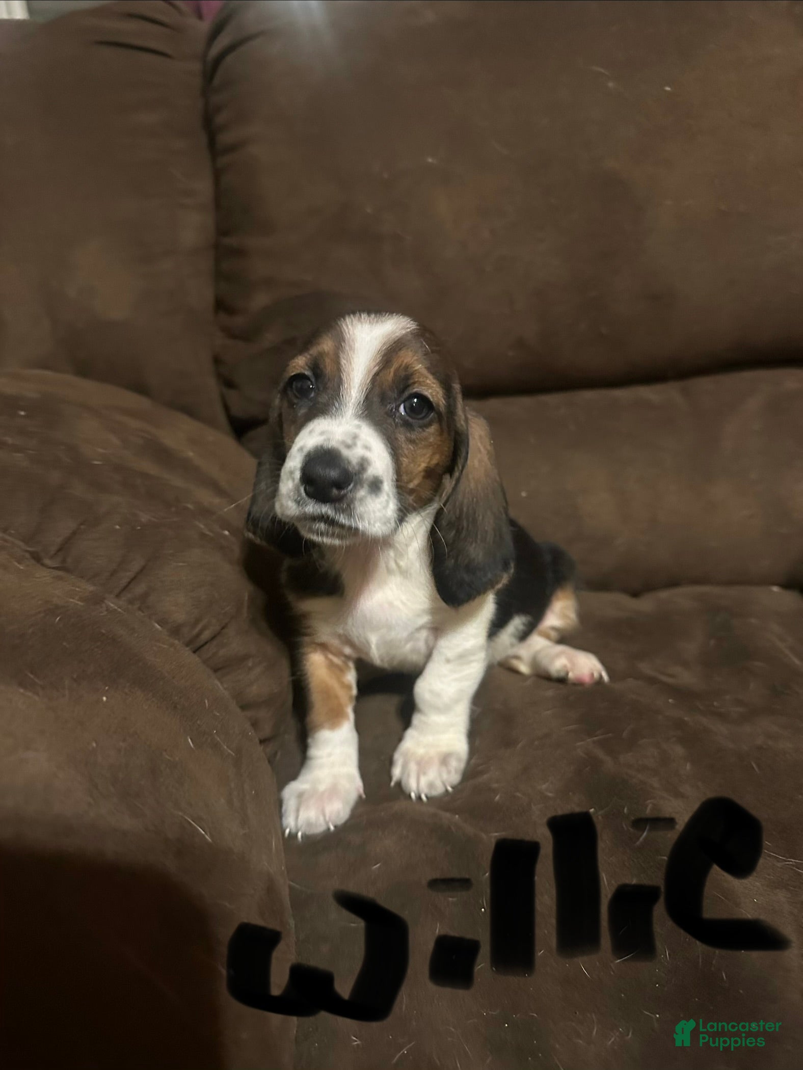 Basset Hound dogs Willie  - Ad 13