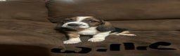 Basset Hound dogs for sale: Willie  - Ad 1