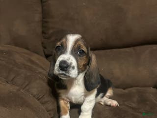 Basset Hound dogs Willie - Ad 13