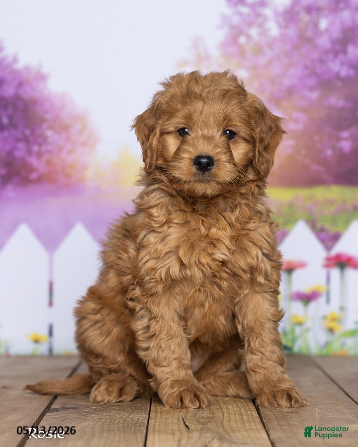 Mini Goldendoodle dogs Rosie - Ad 1