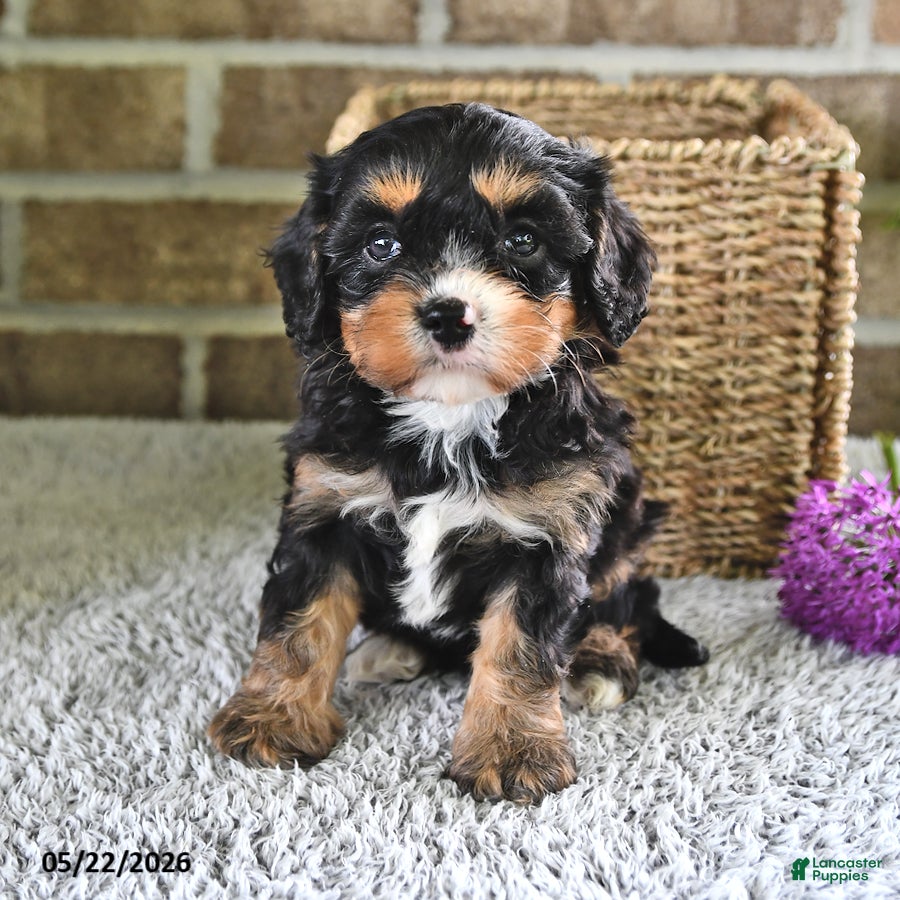 Cavachon dogs Betty   - Ad 1
