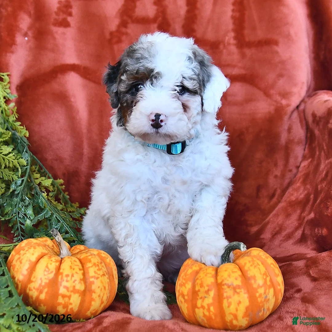 Bernedoodle dogs for sale: Bella   - Ad 2