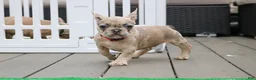French Bulldog dogs for sale: French Bulldog 1 - Ad 7