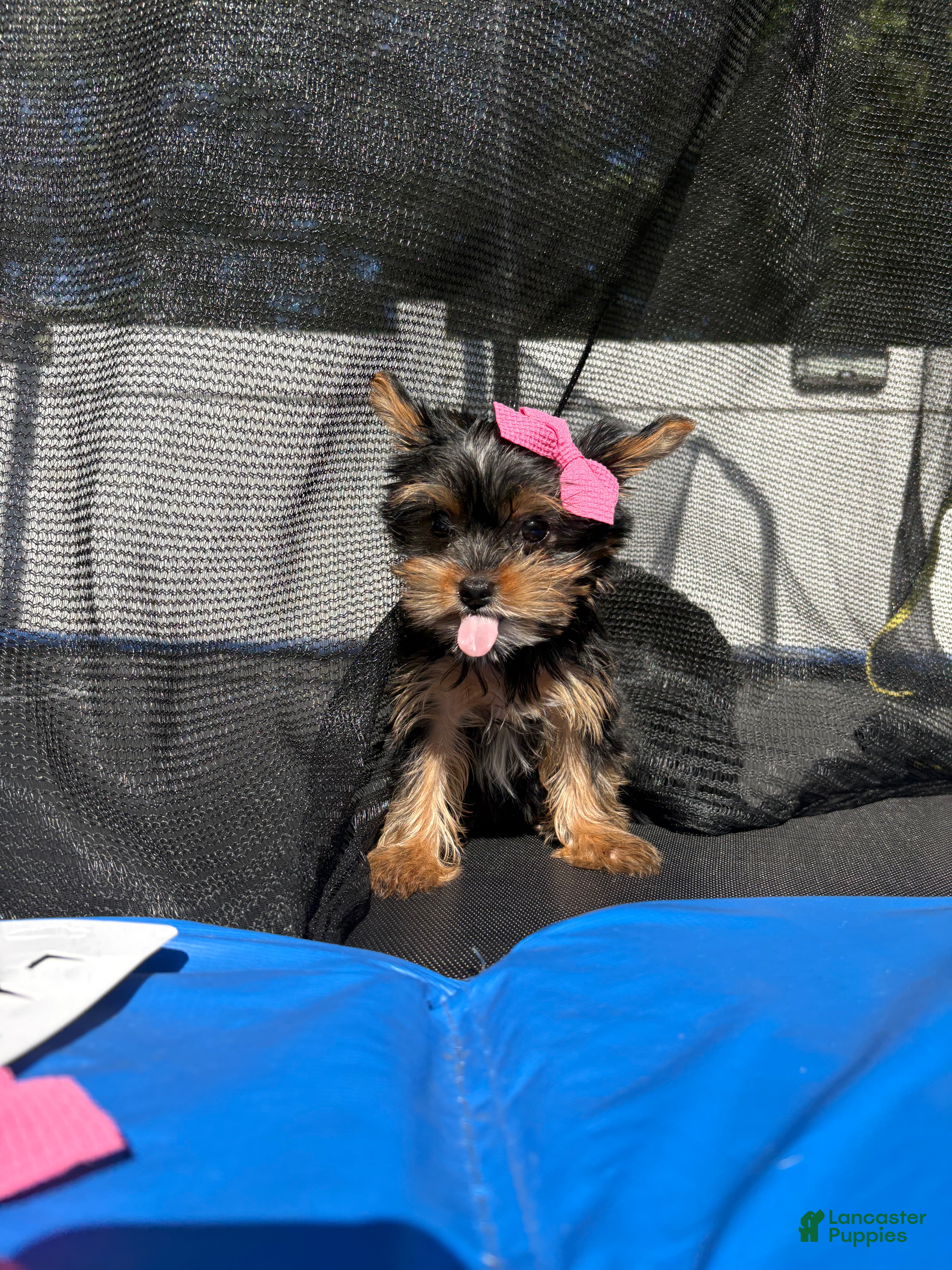 Yorkshire Terrier dogs for sale: Toy nella - Ad 1
