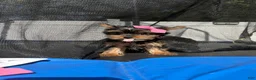 Yorkshire Terrier dogs for sale: Toy nella - Ad 1