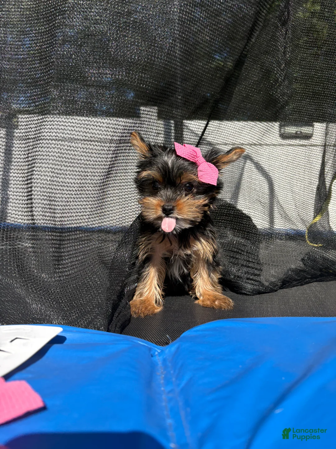 Yorkshire Terrier dogs for sale: Toy nella - Ad 1