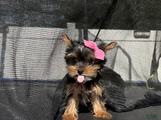 Yorkshire Terrier dogs for sale: Toy nella - Ad 1