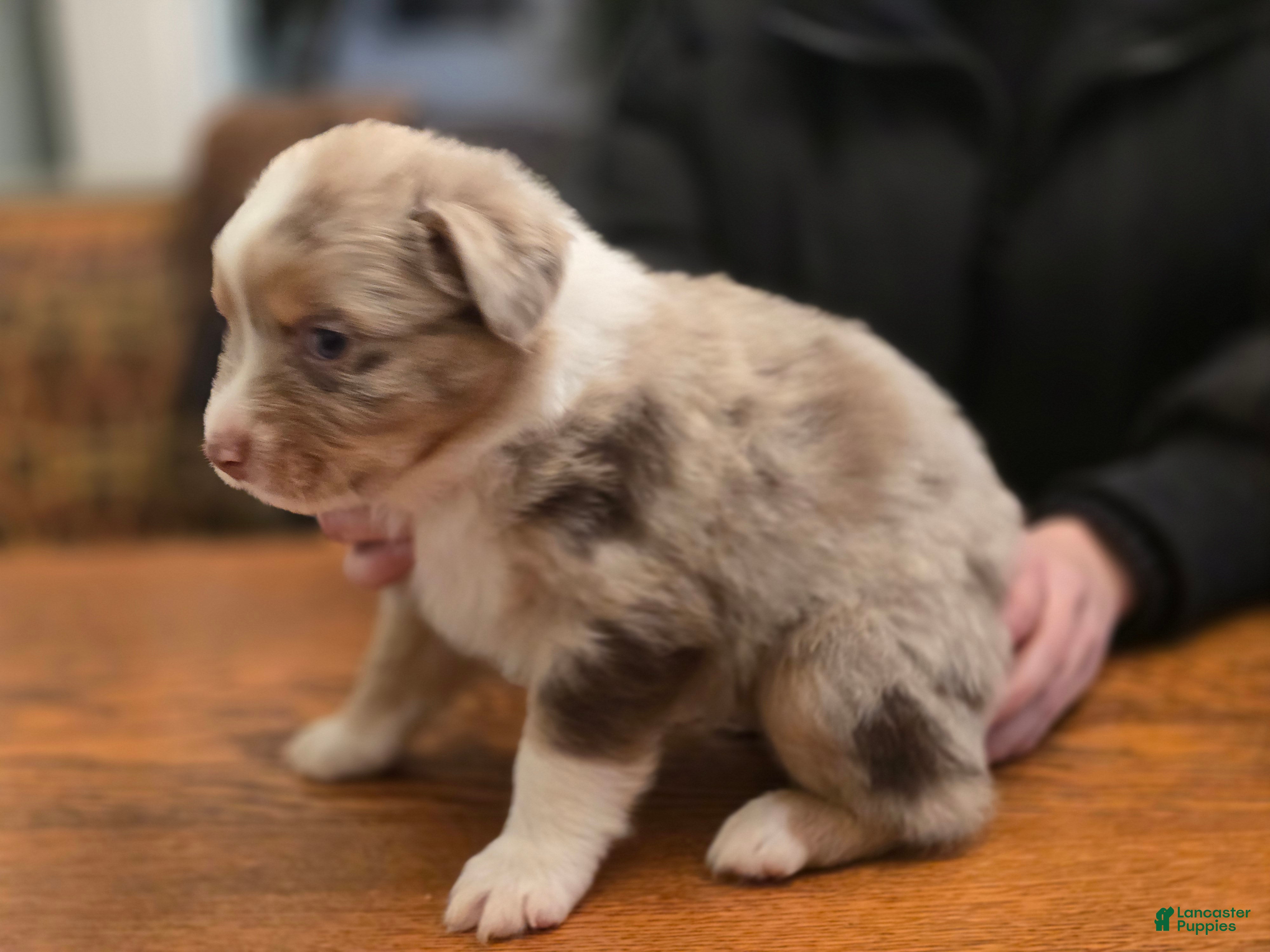 Australian Shepherd dogs Australian Shepherd Puppy 7 - Ad 37