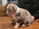 Australian Shepherd Puppy 7