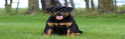 Rottweiler dogs for sale: Angela - Ad 8