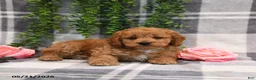 Cockapoo dogs for sale: Ike - Ad 4