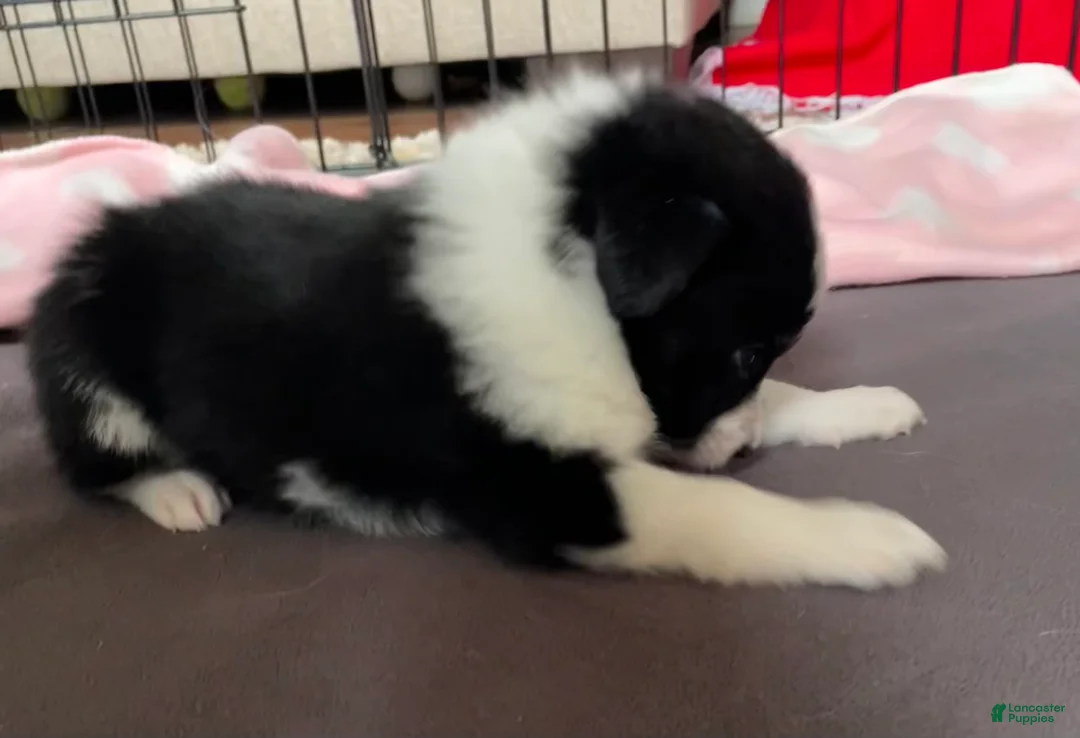 Mixed Breed dogs for sale: SOLD.  J - Female - Ad 4