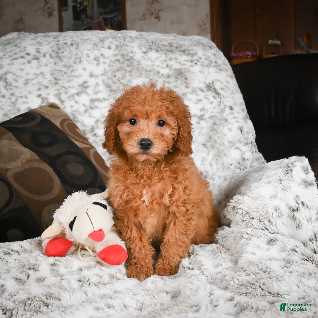 Cavapoo dogs Carrie - Ad 2